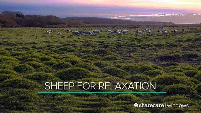 Sheep for Relaxation