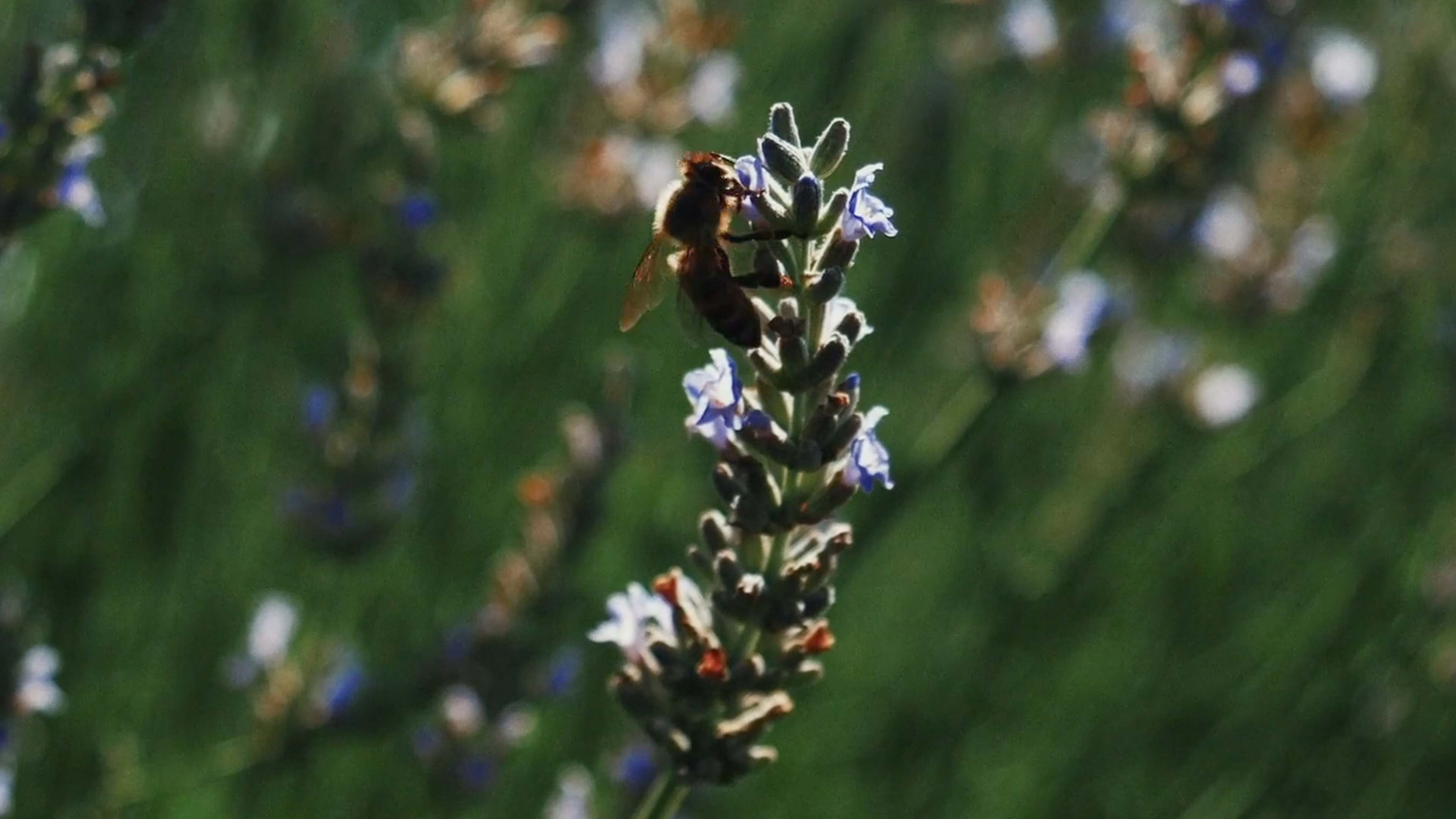 From Creation to Fall: Honeybees