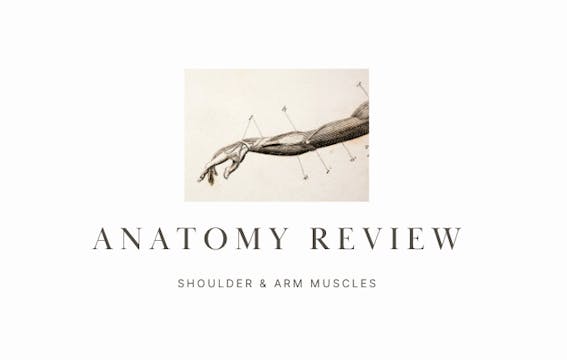  Anatomy Review: Shoulder & Arm Muscles