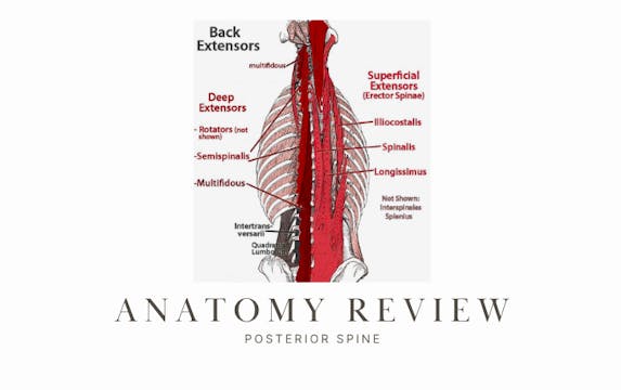 Anatomy Review: Muscles of the Deep Spine & Posterior Spine