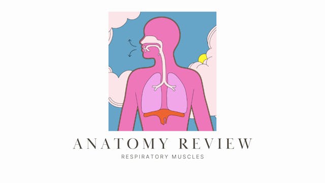 Anatomy Review: Muscles of the Anterior Trunk, Neck and Respiration