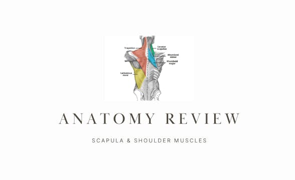  Anatomy Review: Shoulder Muscles