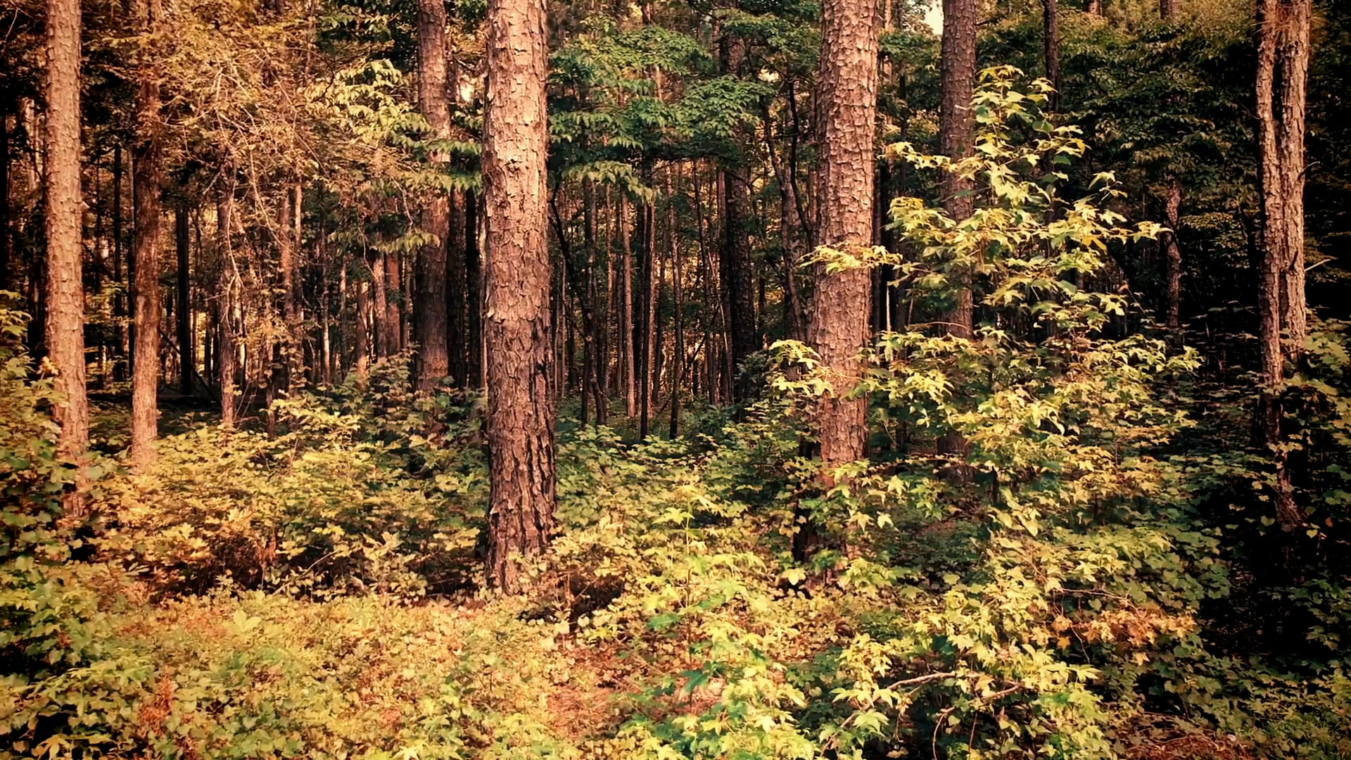 "A Good Man is Hard to Find"