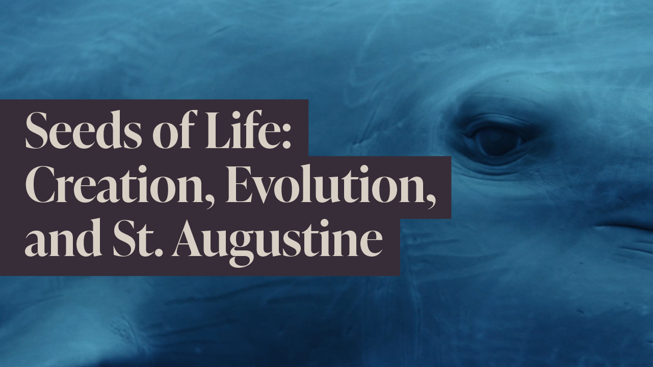 Wonder: Seeds of Life