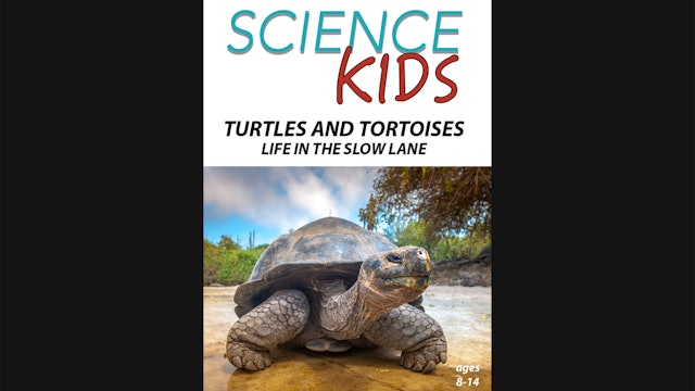 Science Kids - Turtles and Tortoises - Life in the Slow Lane