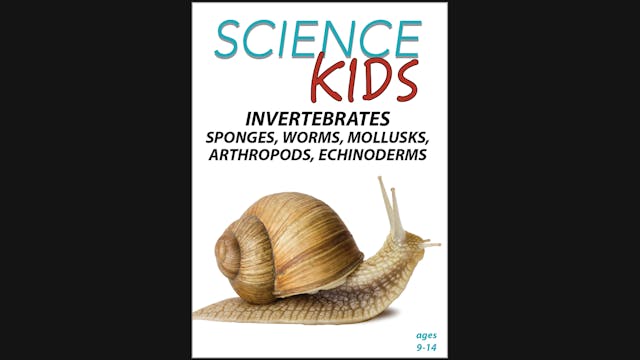Science Kids - Invertebrates - Sponge...