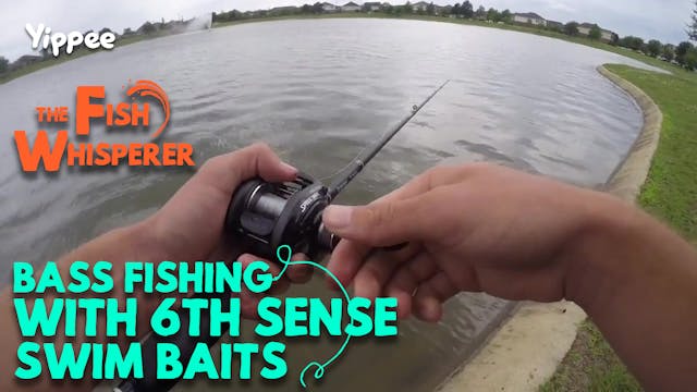 Bass Fishing with 6th Sense Swimbaits