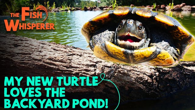 My New Turtle Loves the Backyard Pond!