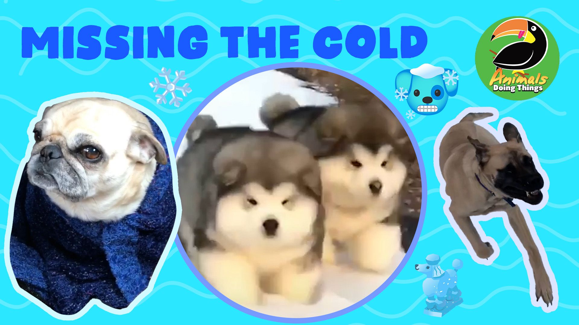 Animals Doing Things | Missing The Cold!?