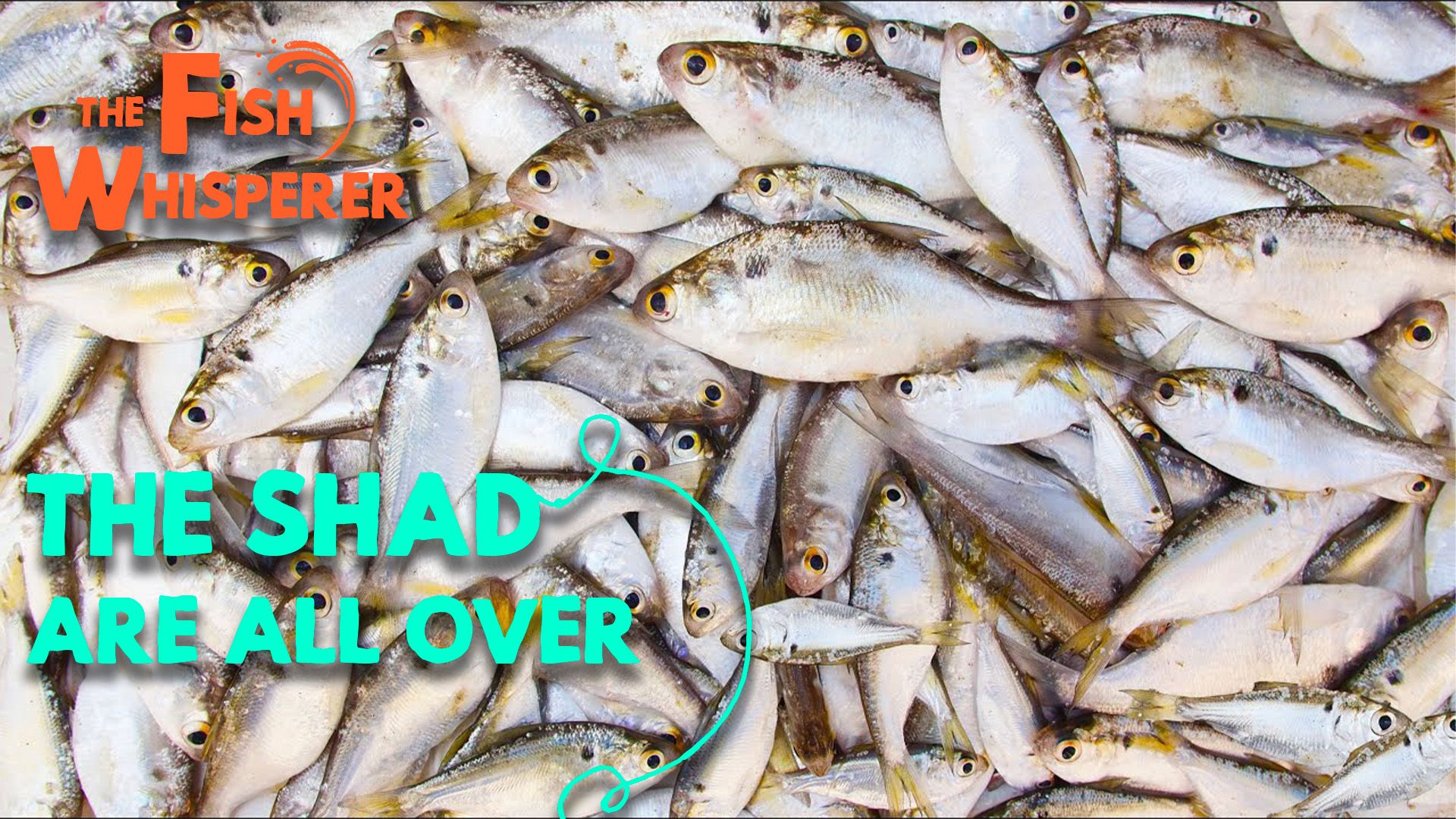 The Shad are All Over!