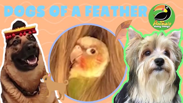 Animals Doing Things | Dogs Of A Feather