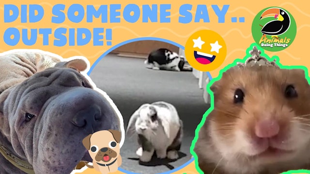 Animals Doing Things | Did Someone Say ...Outside?!
