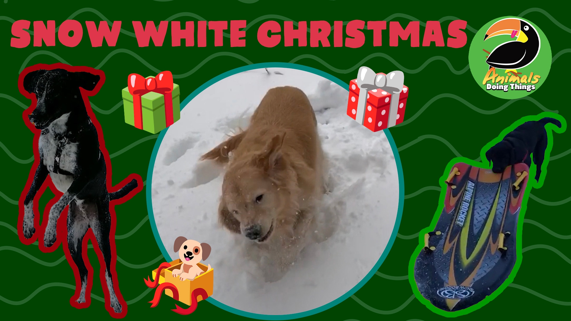 Animals Doing Things | Snow White Christmas!