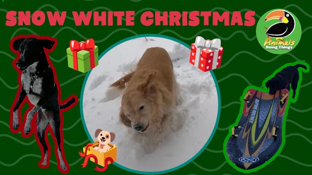 Animals Doing Things | Snow White Chr...