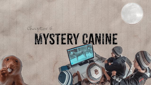 Mystery Canine