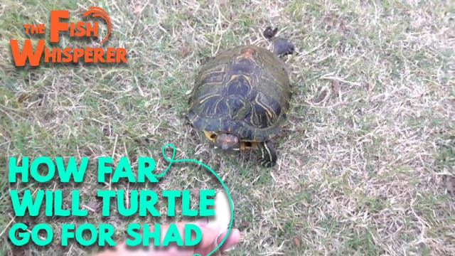 How Far Will Turtles Go For Shad?