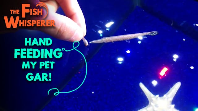 Hand Feeding my Pet Gar!