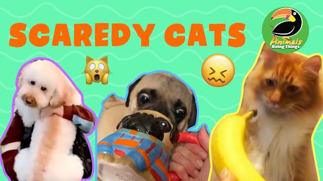Animals Doing Things | Scaredy Cats