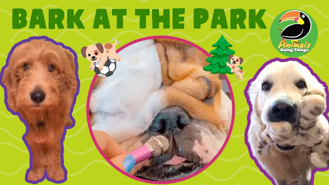 Animals Doing Things | Bark at the Park