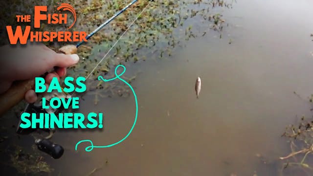 Bass Love Shiners!