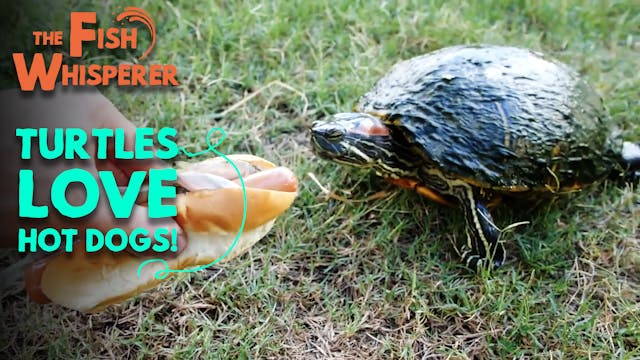 Turtles Love Hot Dogs!