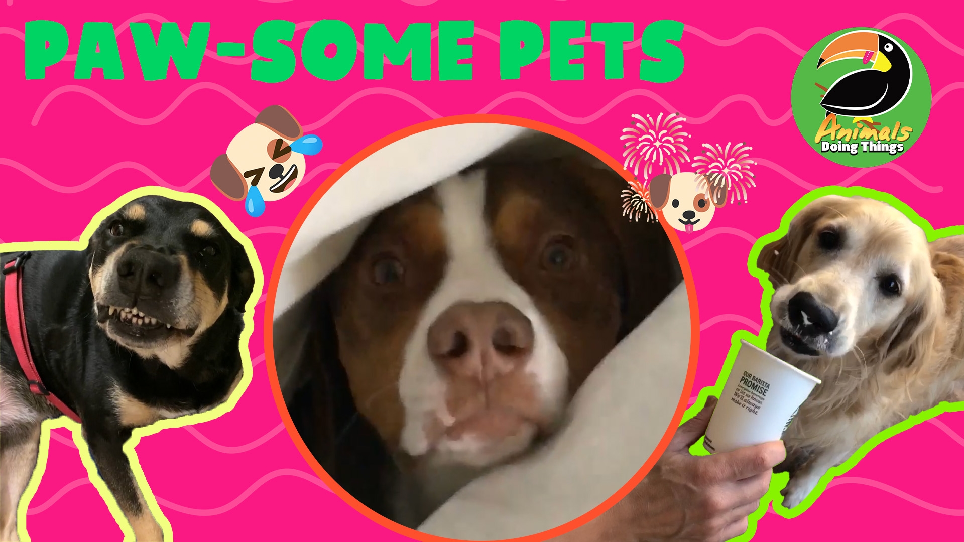 Animals Doing Things | Paw-some Pets