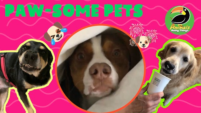 Animals Doing Things | Paw-some Pets