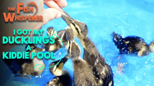 I Got My Ducklings a Kiddie Pool!