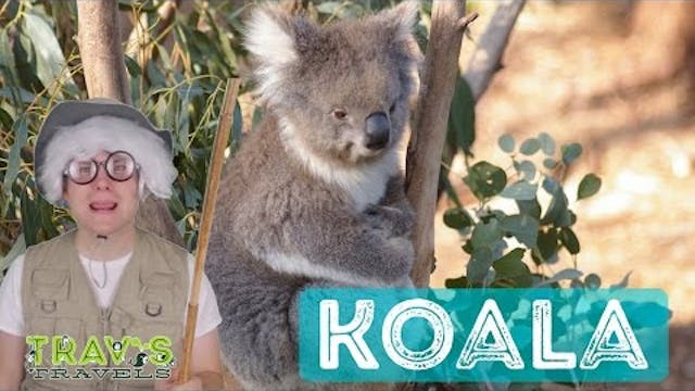 Koala - Animal Facts 