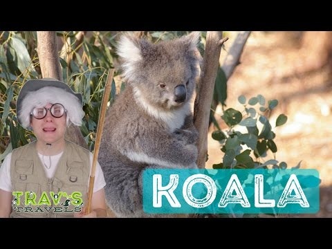 Koala - Animal Facts 