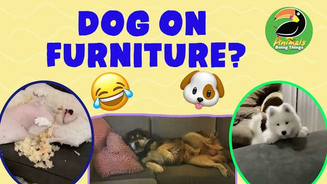 Animals Doing Things | Dog on Furniture?