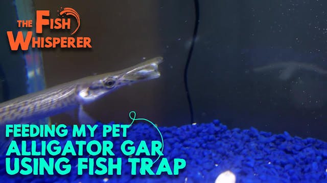 Feeding My Pet Alligator Gar using Fi...