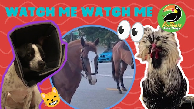 Animals Doing Things | Watch Me Watch Me