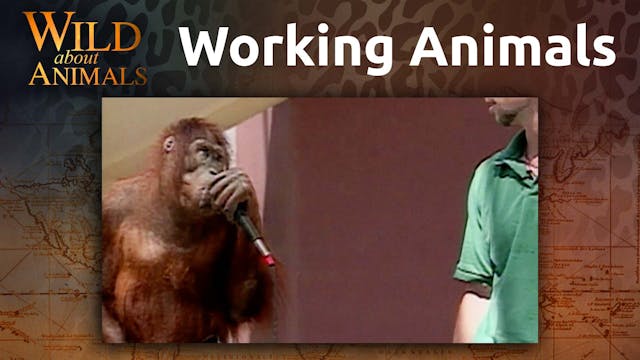 Working Animals