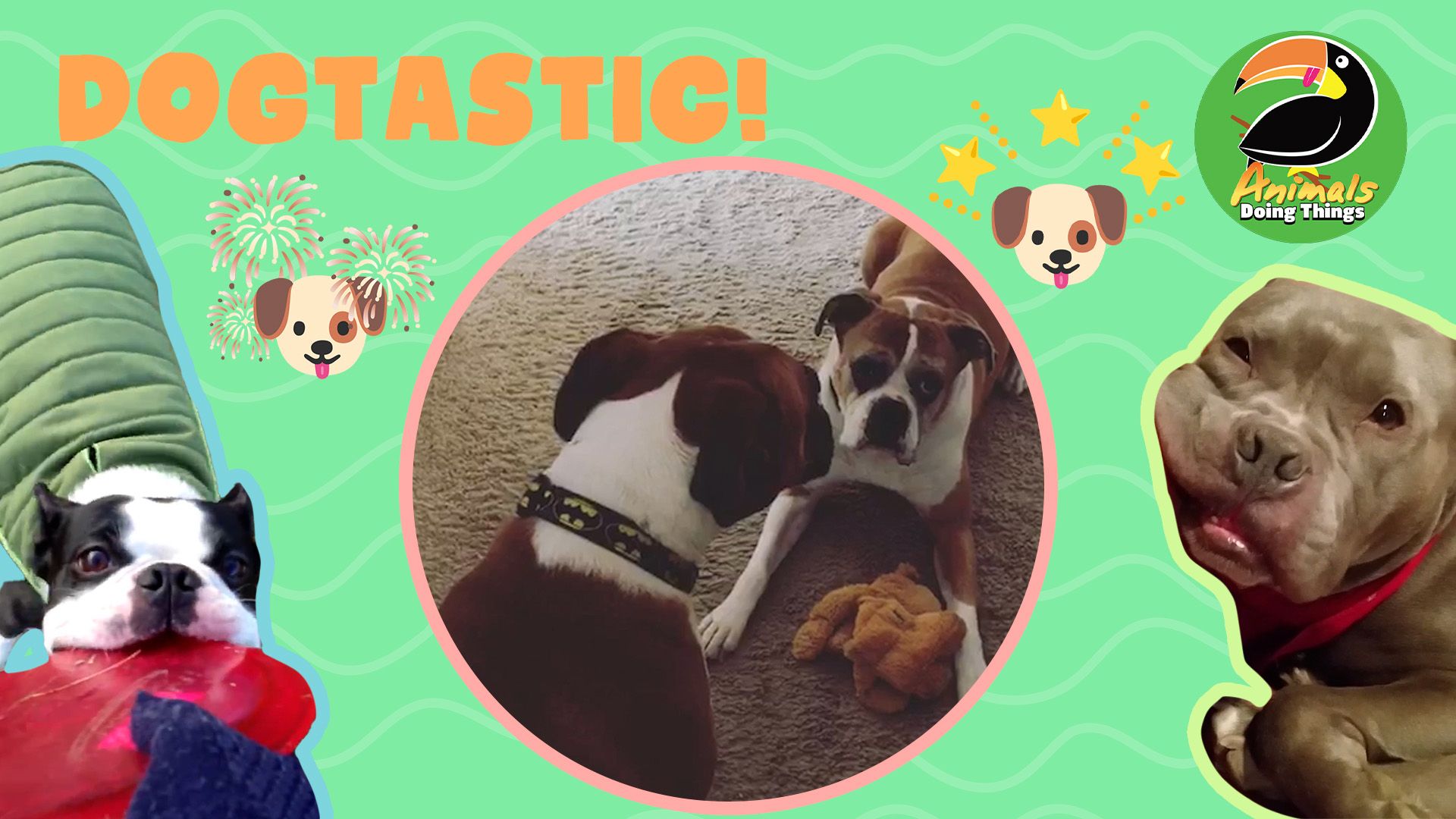 Animals Doing Things | Dogtastic