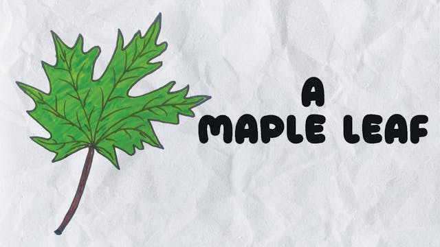 Learn to Draw A Maple Leaf