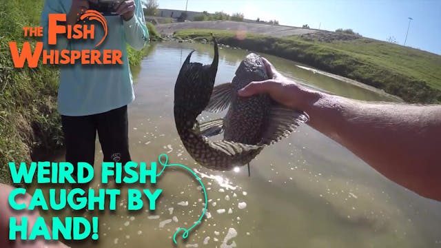 WEIRD Fish Caught by Hand!