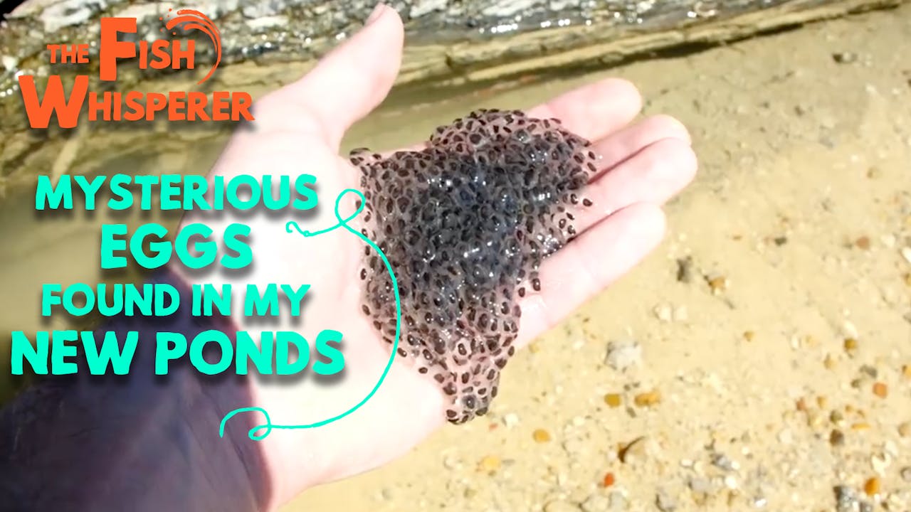 Mysterious Eggs Found in My New Ponds! Yippee Faith filled shows