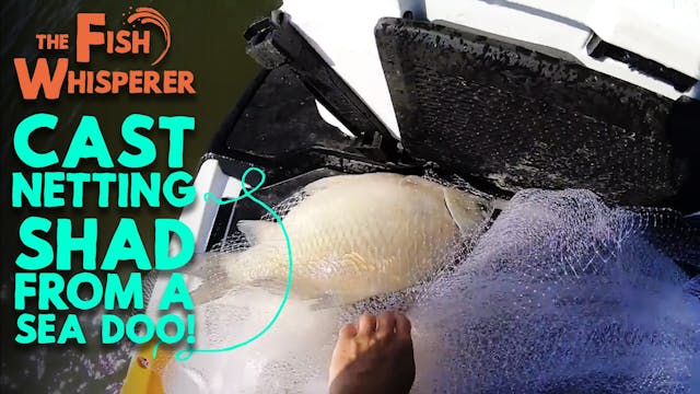 Cast Netting Shad From a Sea-Doo!
