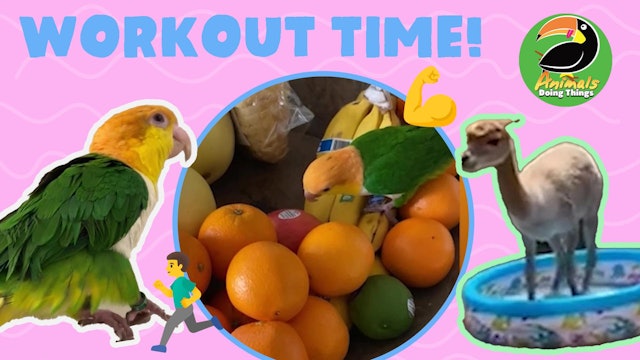 Animals Doing Things | Workout Time!