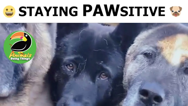 Animals Doings Things | Staying Pawsitive