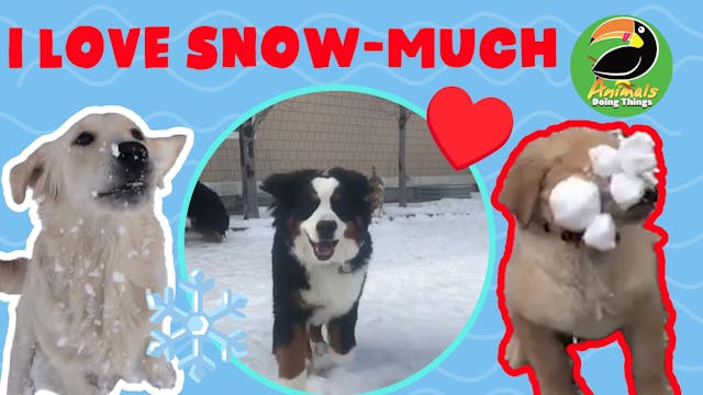 Animals Doing Things | I Love Snow-much