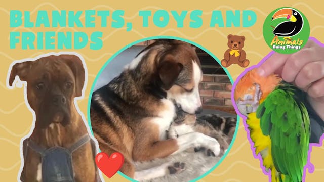 Animals Doing Things | Blankets, Toys...