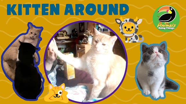 Animals Doing Things | Kitten Around