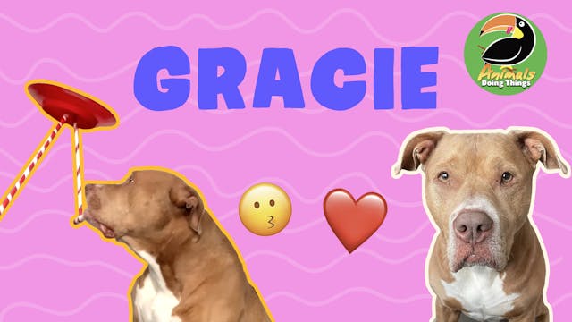 Animals Doings Things | Gracie