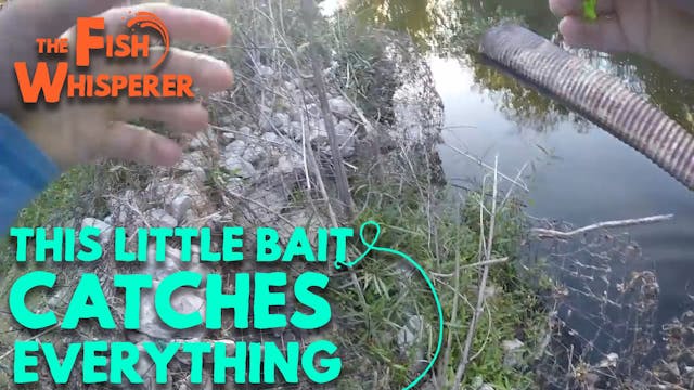 This Little Bait Catches EVERYTHING!