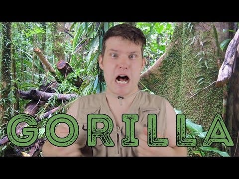 Western Lowland Gorilla - Animal Facts 