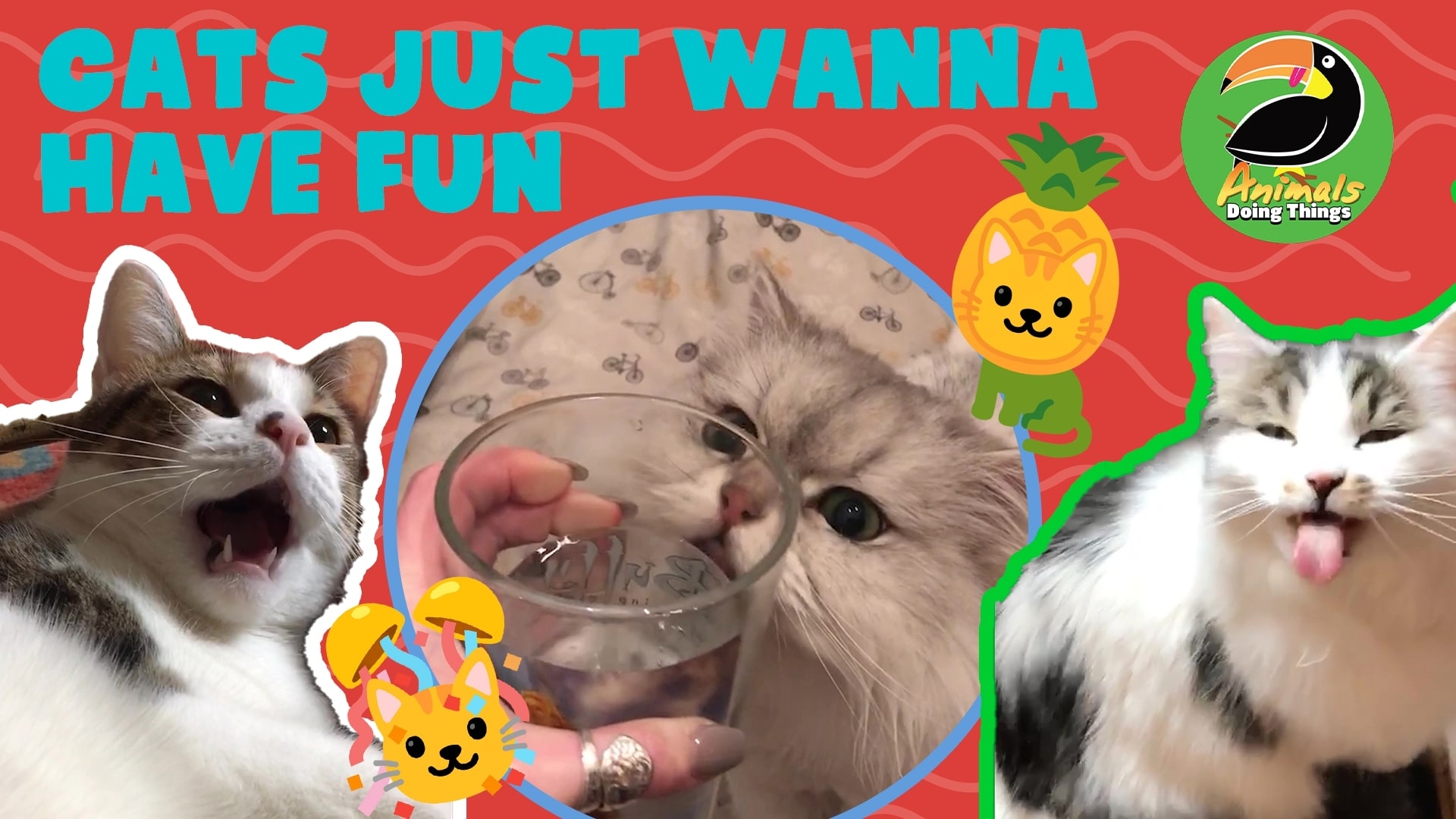 Animals Doing Things | Cats Just Wanna Have Fun!