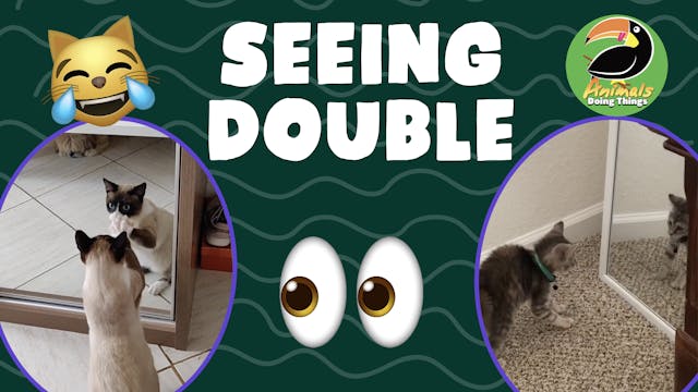Animals Doing Things | Seeing Double 