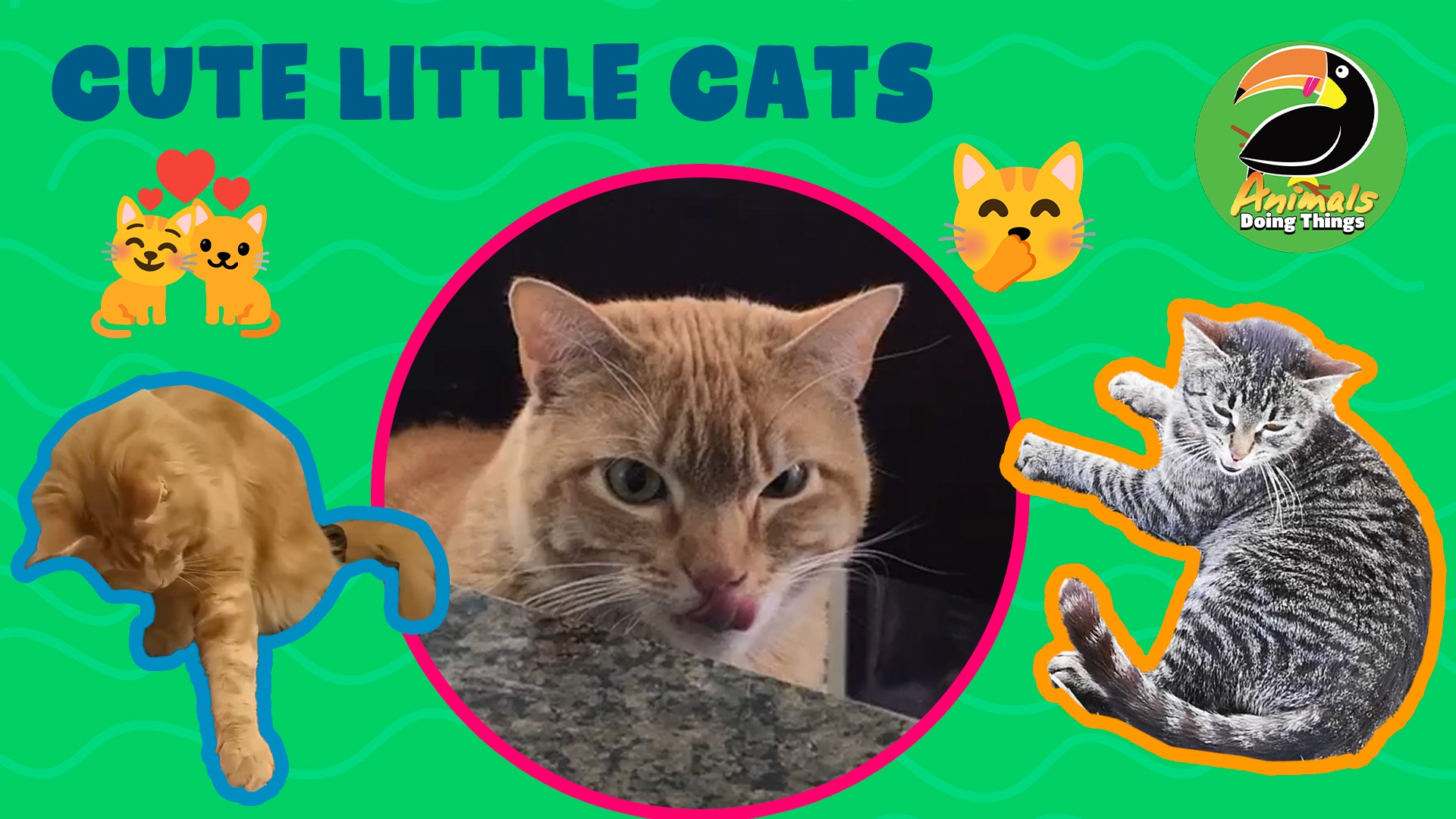 Animals Doing Things | Cute Little Cats